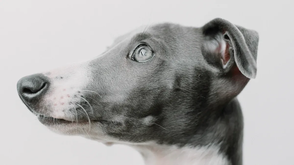 Sighthound Body Shape