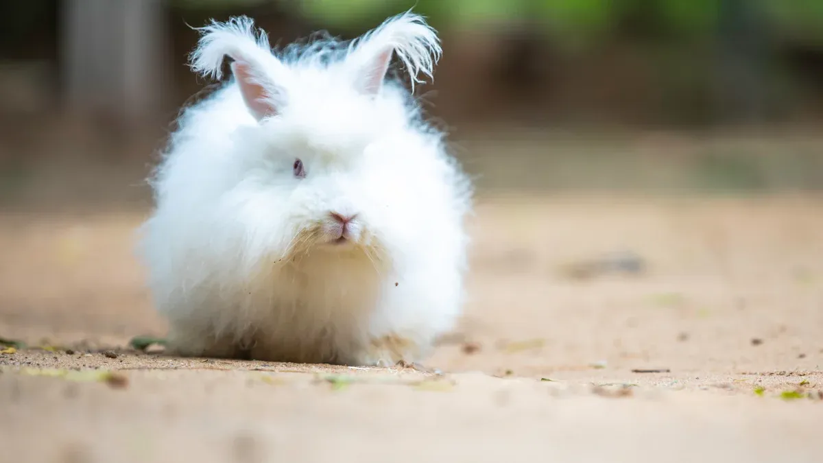 Angora Fabric and Ethics
