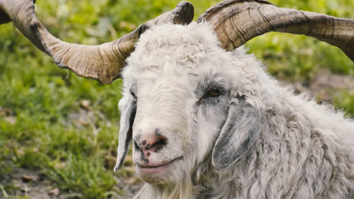 Mohair Sweaters Overview