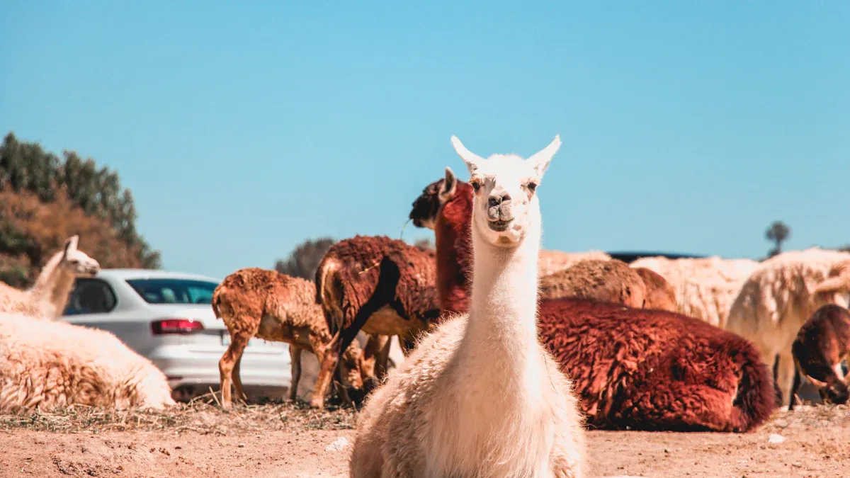 Alpaca Wool