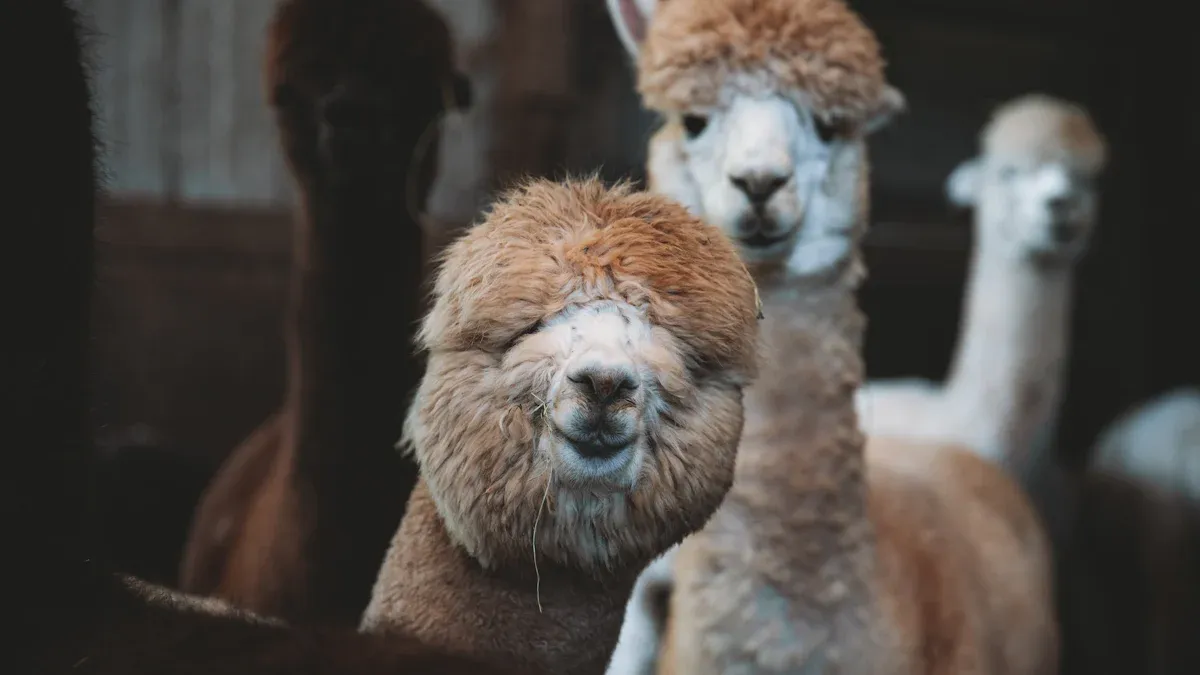 Alpaca Wool Sweater vs Cashmere Sweater