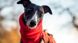 What Makes Knitwear for Sighthounds Unique Compared to Regular Dog Sweaters