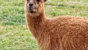 Merino Wool or Alpaca Wool Which Is Best for Outdoor Clothing