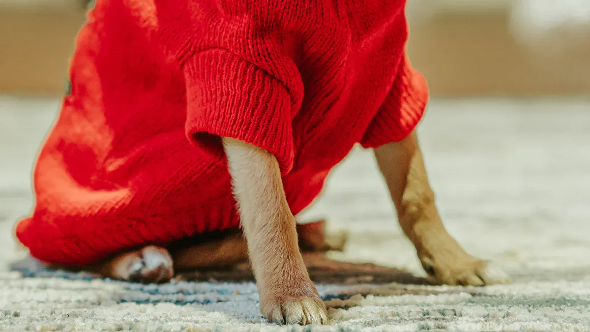 Knitwear for Sight Hounds: Fit & Coverage
