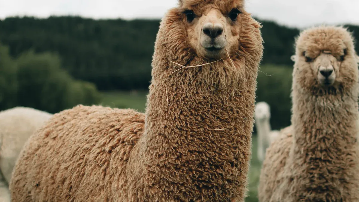 Are Alpaca Socks Warmer Than Wool?