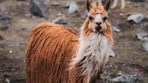 Alpaca Wool Versus Llama Wool Key Differences and Similarities